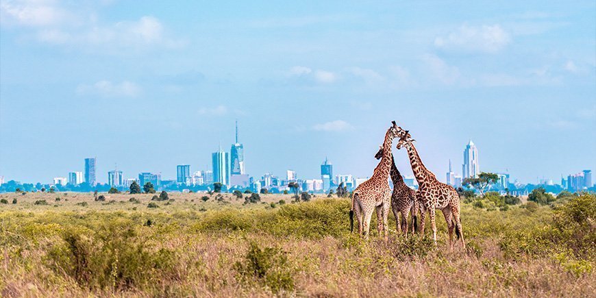 Tre giraffer i Nairobis nationalpark med staden som bakgrund.