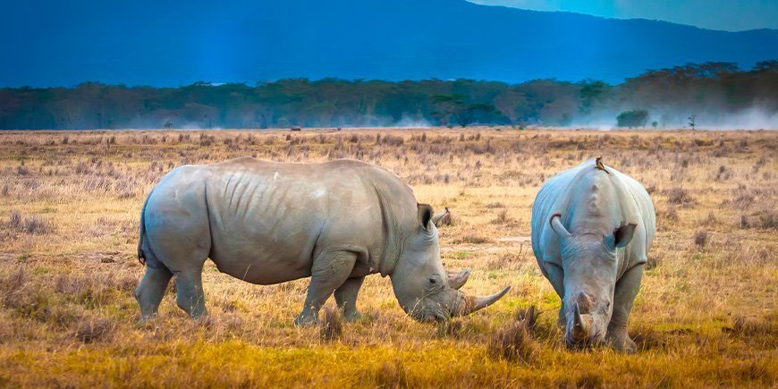 Två noshörningar betar i Nakurusjöns nationalpark i Kenya.