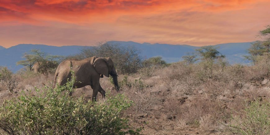 En ensam elefant i Shaba