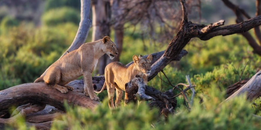 Två lejon i Samburu