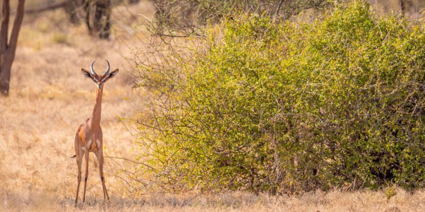 En giraffgasell i Samburu