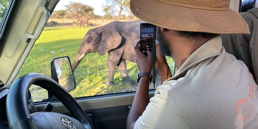 Man i TourCompass-skjorta tar foto av elefant i Tanzania