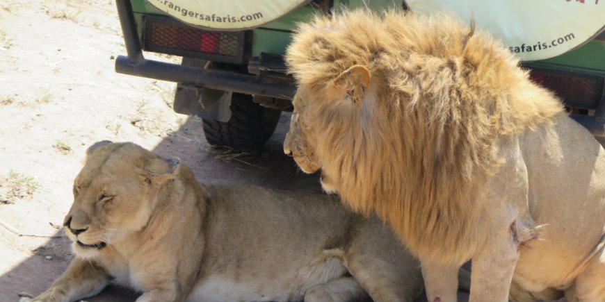 Lion nära safari bil