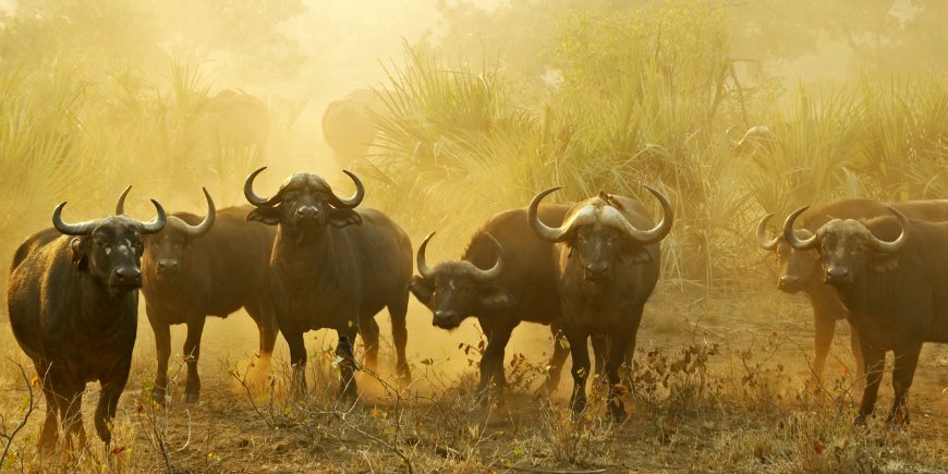 Buffeln i Sydafrika