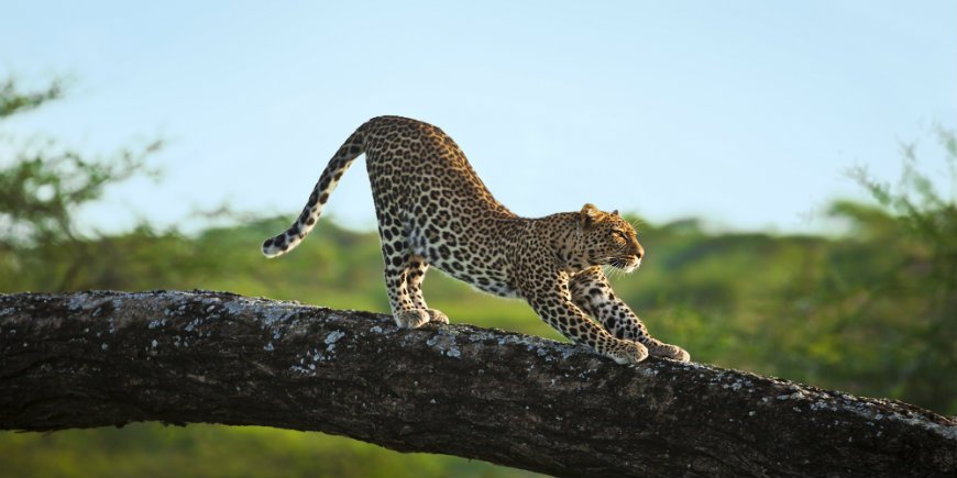 Leopard i et trä