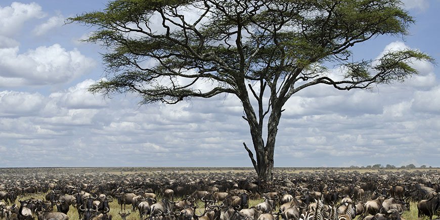Gnuer i Serengeti