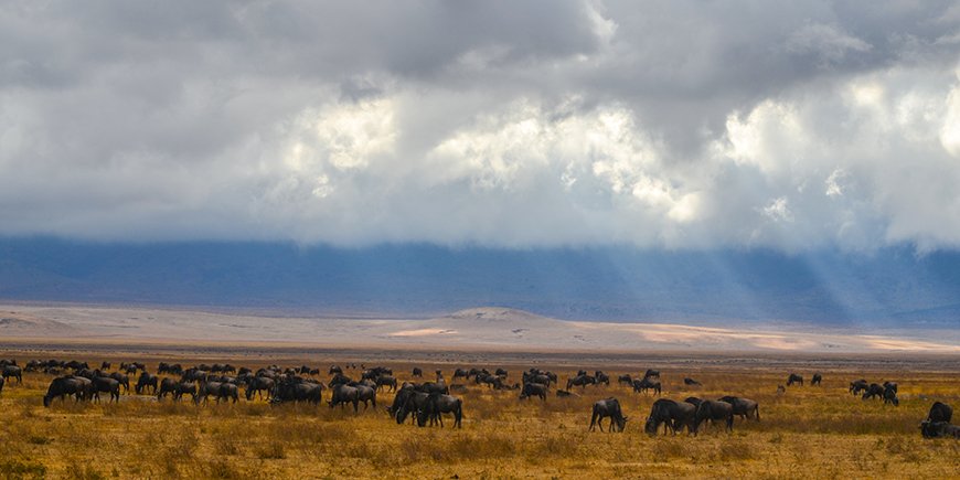 migration i Ngorongoro