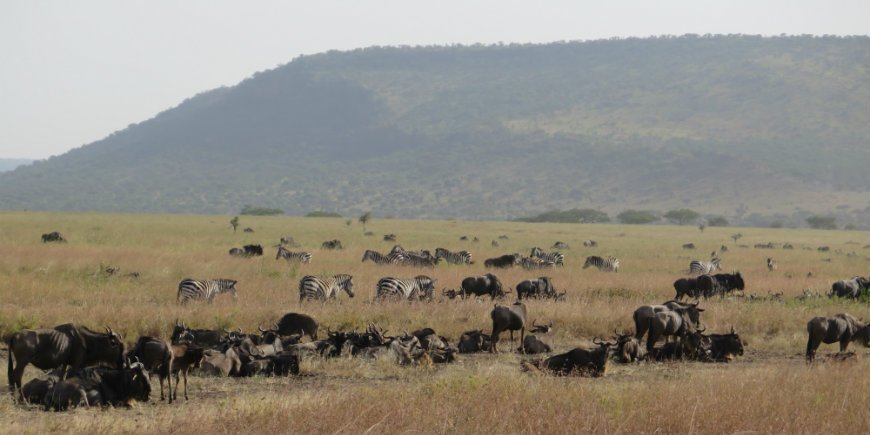 Serengeti i juni