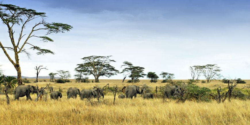elefanter i Serengeti nationalpark