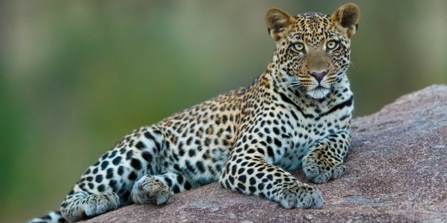leopard i Serengeti