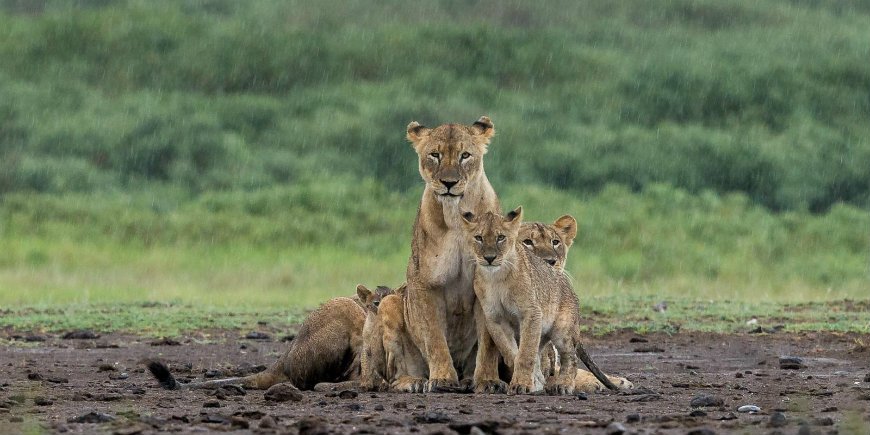 regnperioden i Serengeti