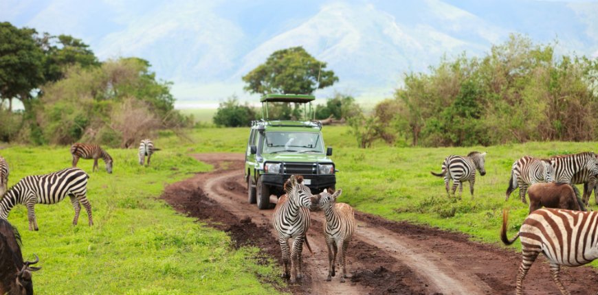 safari jeep och zebror på vägen