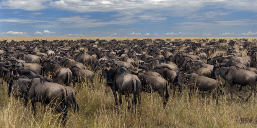 flockar Masai Mara Kenya