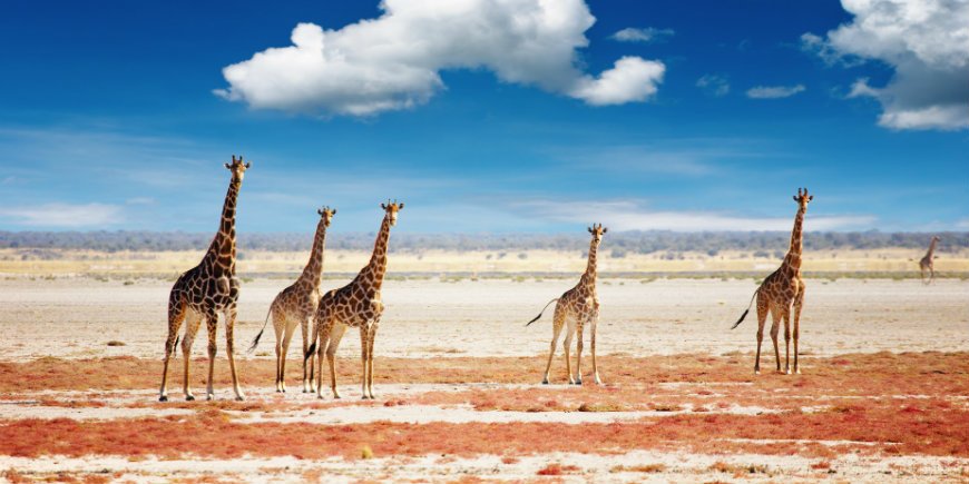 giraffer i etosha nationalpark