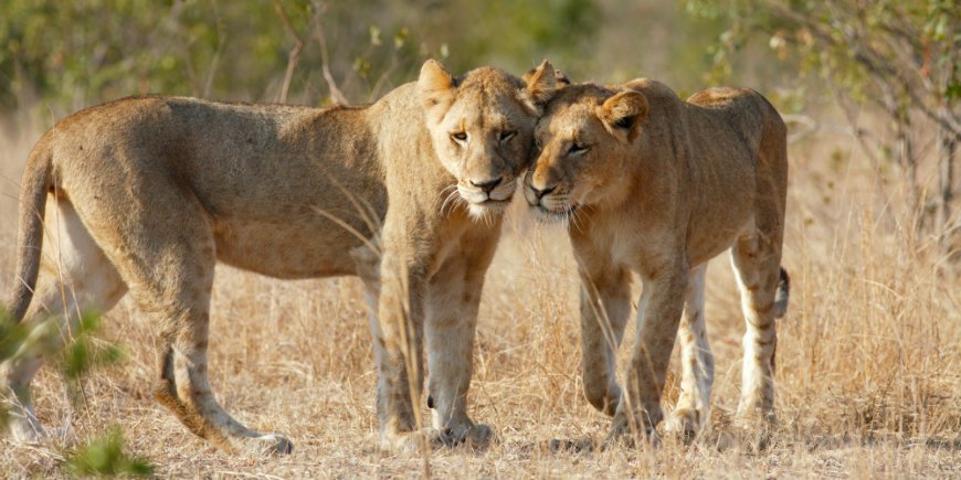 lejon i Kruger nationalpark