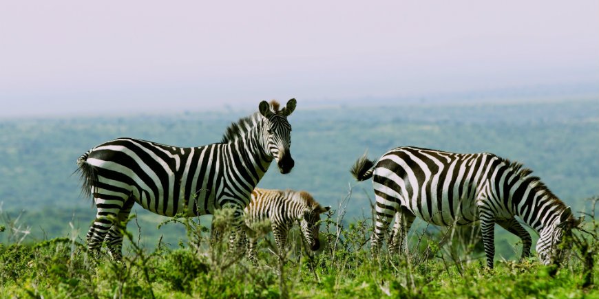 zebror i serengeti nationalpark