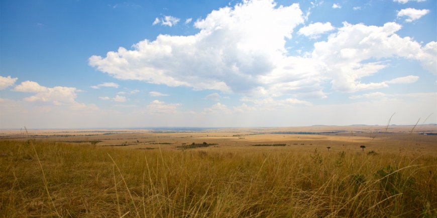 Masai Mara savanna i juli
