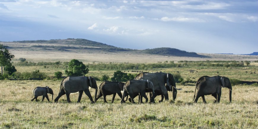 flock av elefanter i Masai Mara