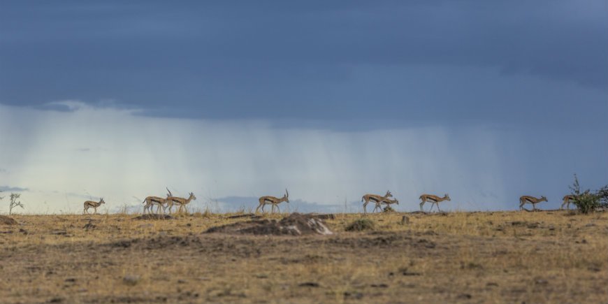 gazeller och en mörk himmel i Masai Mara