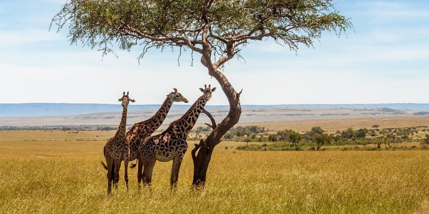giraffer på savanan i Masai Mara