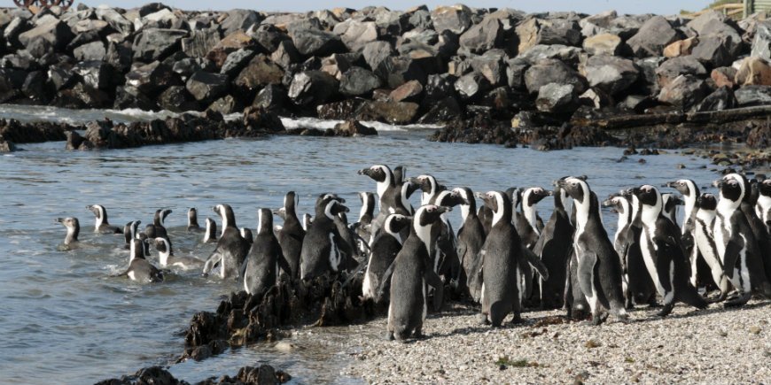 Pingviner på Robben Island