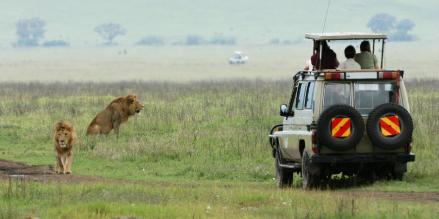 lejon och safari bil