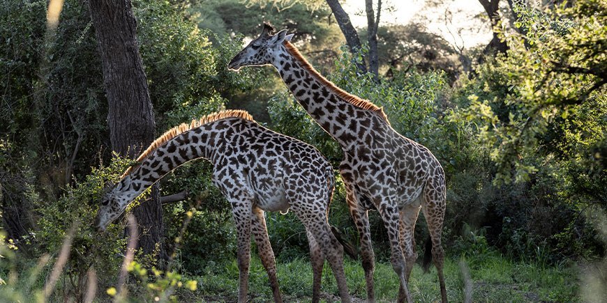 Två giraffer i den grönskande omgivningen i Tarangire nationalpark i Tanzania