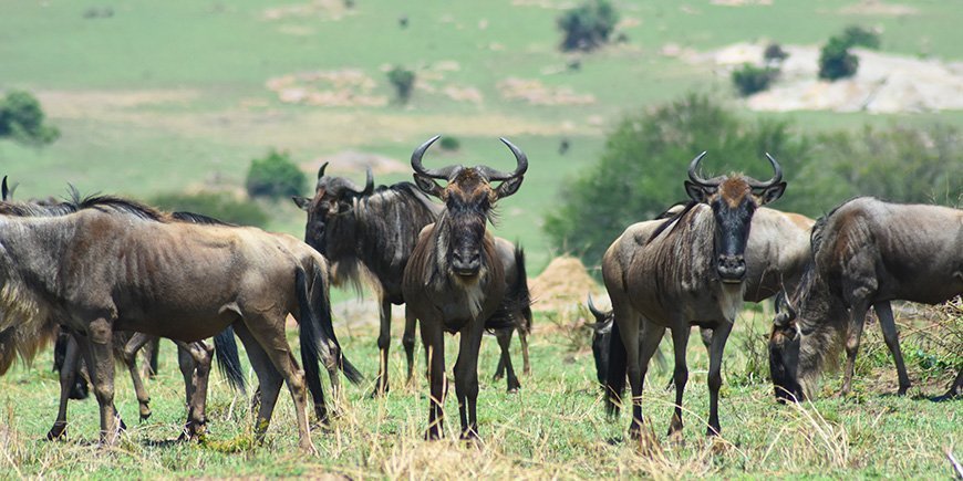 Gnuer tittar rakt in i kameran i Serengeti nationalpark