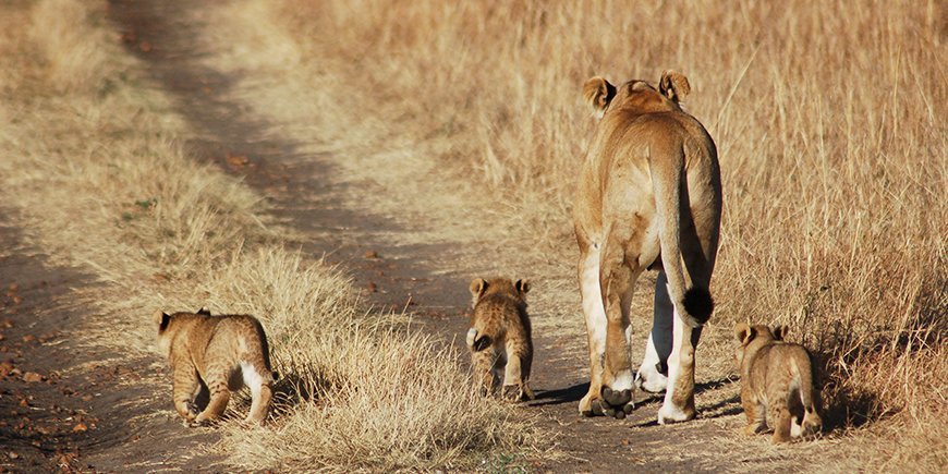 masai mara lejon