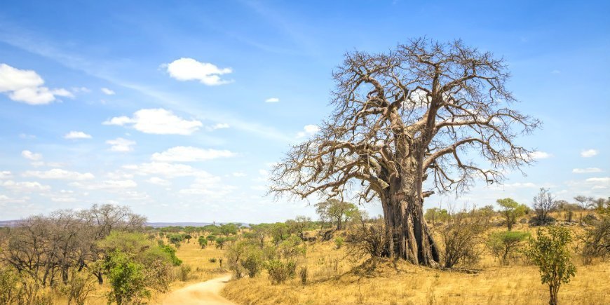 6 Baobabträd