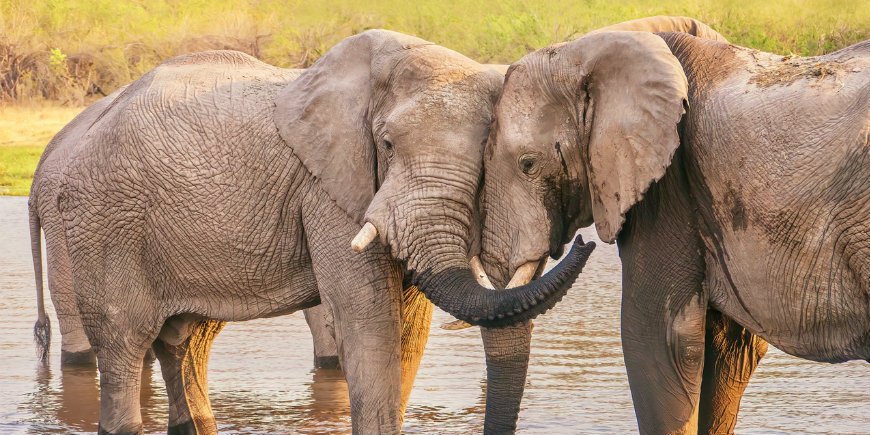 Elefant kärlek Botswana