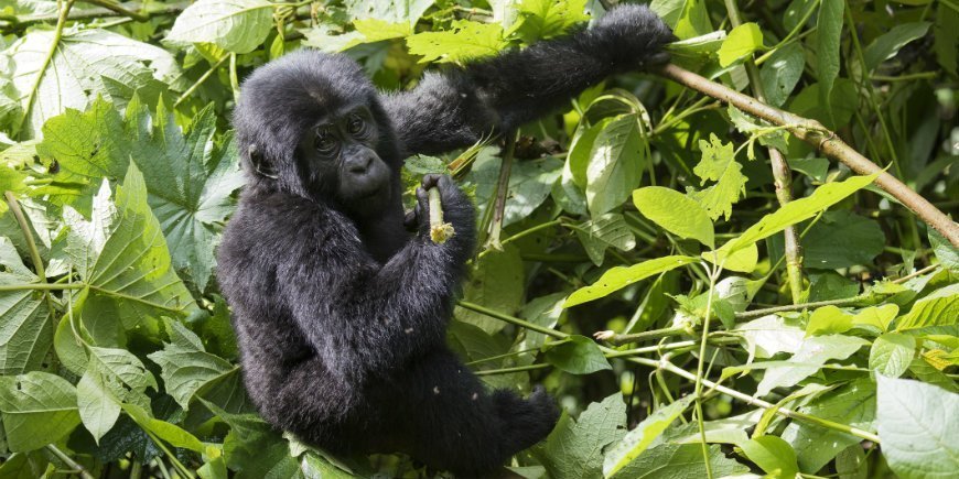 berg gorilla i Bwindi Impenetrable Forest