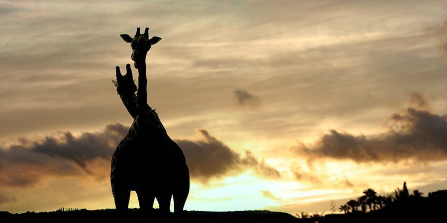 giraffer vid solnedgången