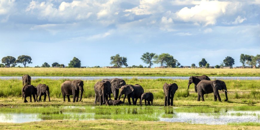 Elefanter i Chobe