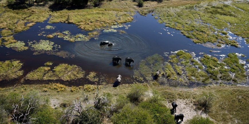 elefanter i Okavango-deltat