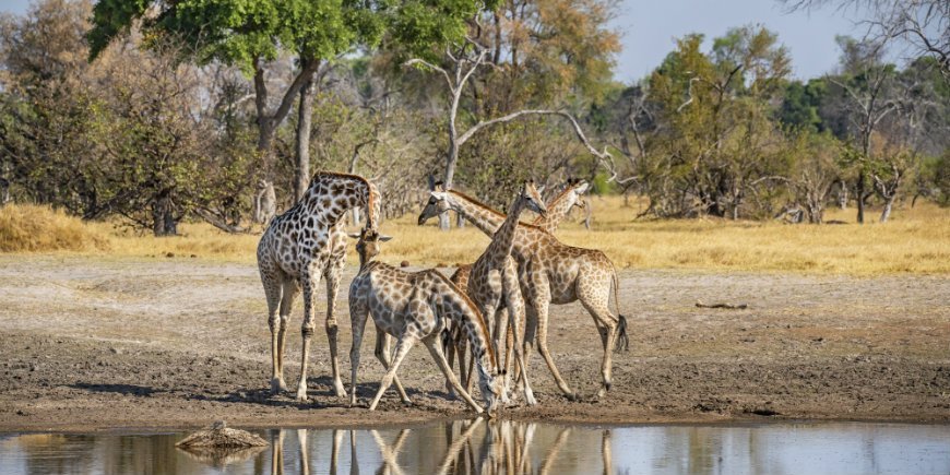 Vattenhål giraffer Botswana