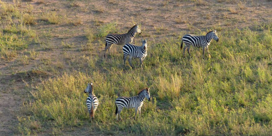Serengeti, Zebror