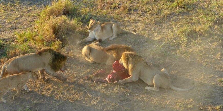 Serengeti, lejon