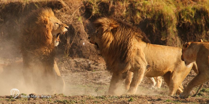 Lejon i Masai Mara nationalpark