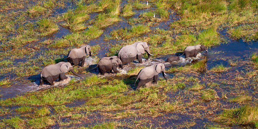 Elefanter i Okavangodeltat i Botswana