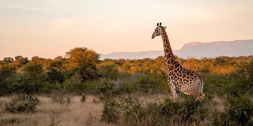 Giraff vid solnedgången i Kapama Private Game Reserve, Sydafrika