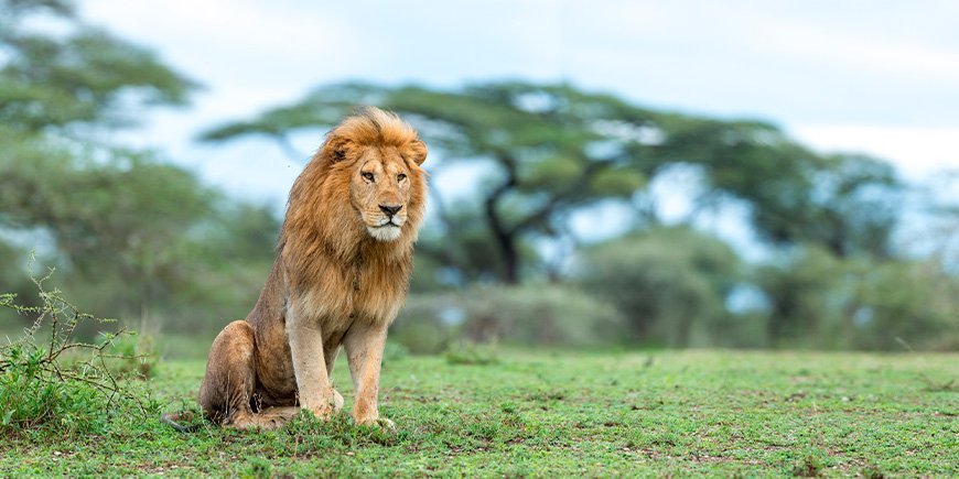 Lejon i Ngorongorokratern i Serengeti, Tanzania